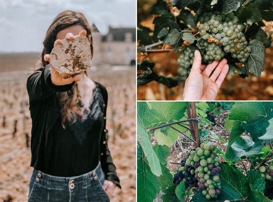 Pinot Noir, Chardonnay Wines, and Limestone, Clay, and Marl soils found in Burgundy