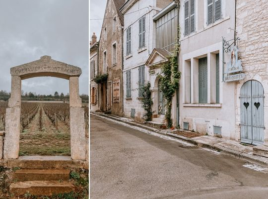 Grand cru wine from the Clos de Vougeot vineyard and Chablis region