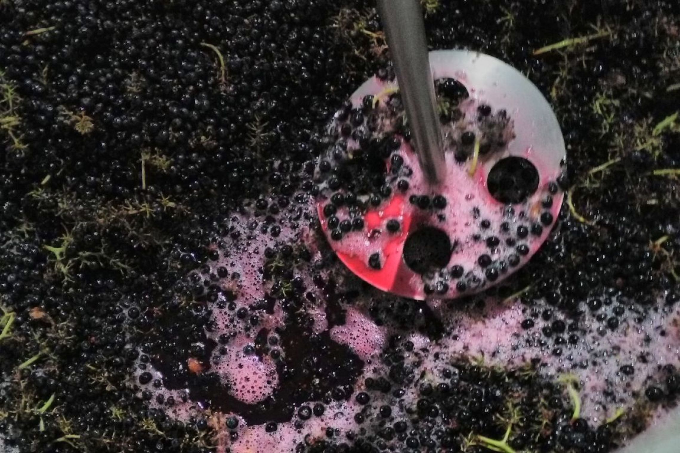 Grapes churning - in process of creating wine