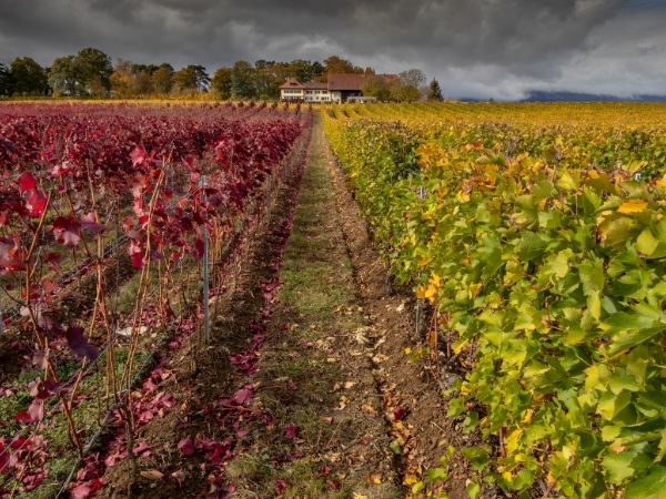 Winery vineyard
