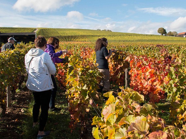 Paris day tours of wineries